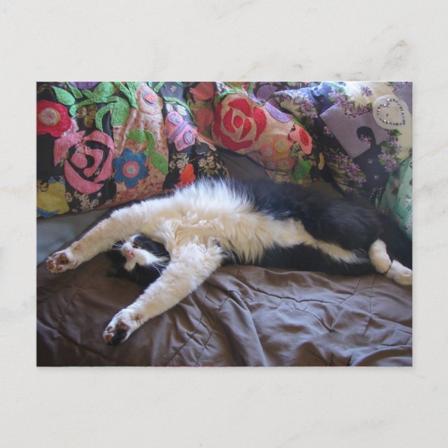 Cartão postal do gato Tuxedo fofo fazendo uma onda (Frente)