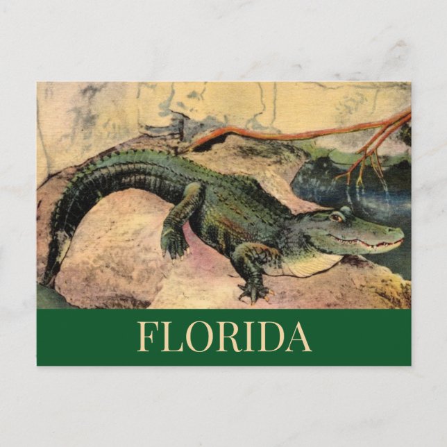 Cartão postal do Gator da Flórida (Frente)