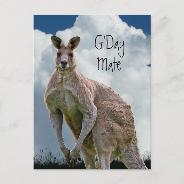 Cartão postal do G'Day Mate Kangaroo (Frente)