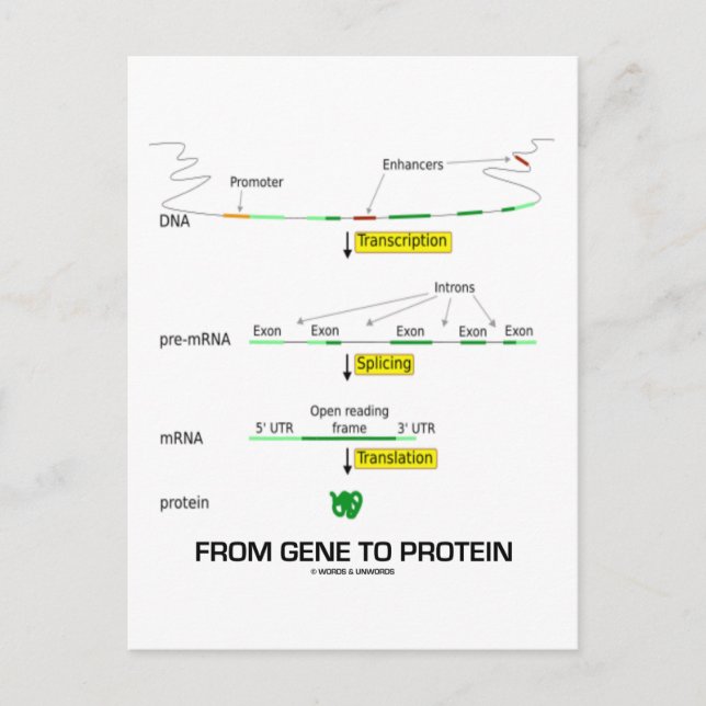 Cartão Postal Do Gene À Proteína (Frente)
