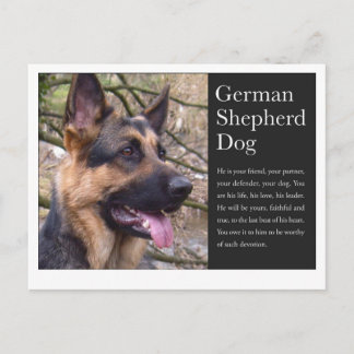 Cartão postal do german shepherd