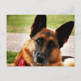 Cartão postal do german shepherd