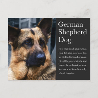 Cartão postal do german shepherd