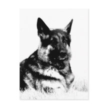 cartão postal do german shepherd