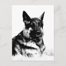 cartão postal do german shepherd