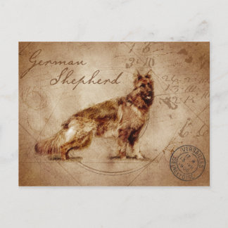 Cartão postal do german shepherd Vintage