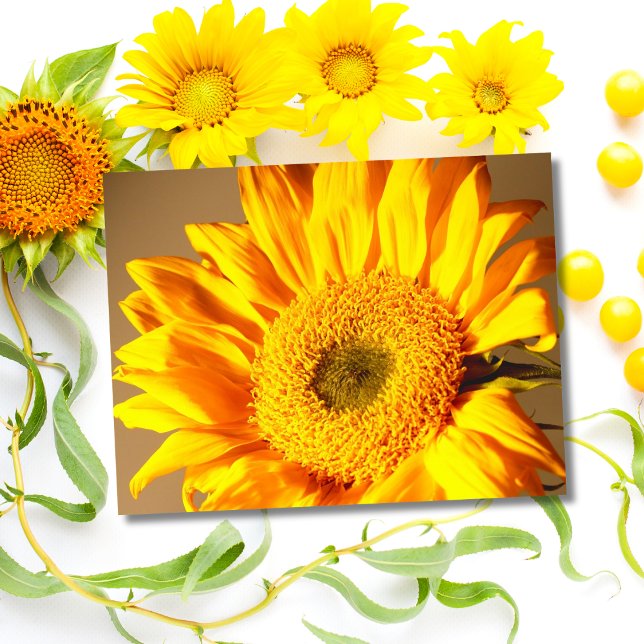 Cartão Postal do Girassol Amarelo (Criador carregado)