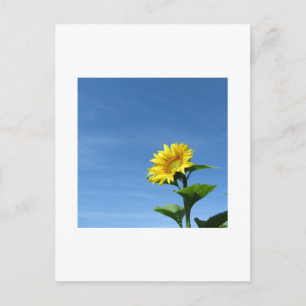 Cartão Postal do Girassol Amarelo e Céu Azul