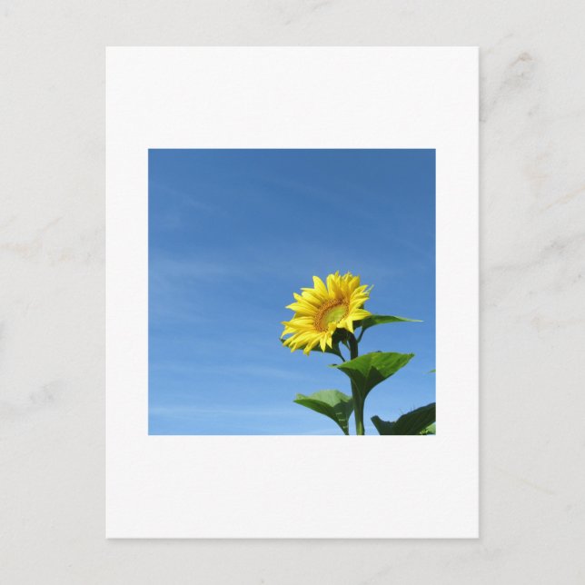 Cartão Postal do Girassol Amarelo e Céu Azul (Frente)