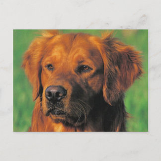 Cartão postal do Golen Retriever