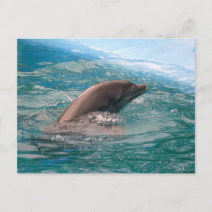 Cartão Postal do Golfinho