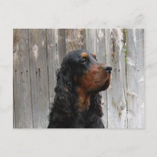 Cartão postal do Gordon Setter