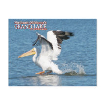 cartão postal do Grand Lake Oklahoma pelicano 16v1