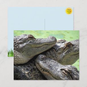 Cartão postal do Grupo de Alligadores