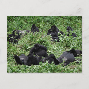 Cartão postal do grupo de gorilas da montanha