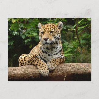 Cartão postal do jaguar em um tronco