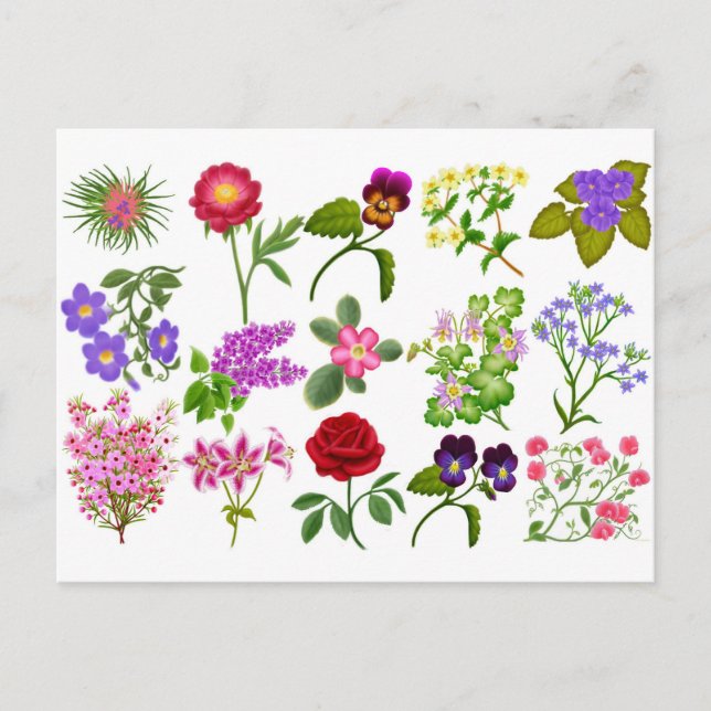 Cartão Postal do Jardim de Flores (Frente)