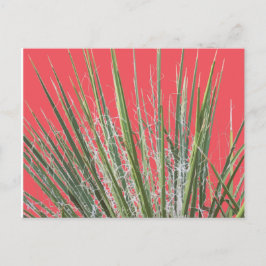 Cartão postal do Jardim de Plantas do Deserto