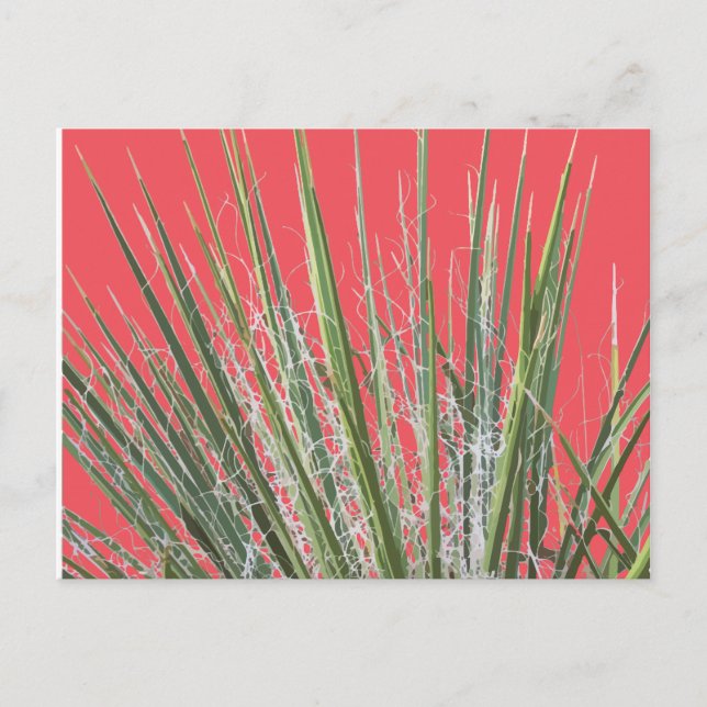 Cartão postal do Jardim de Plantas do Deserto (Frente)