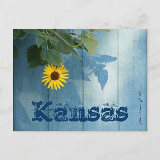 Cartão postal do Kansas: Azul girassol (Frente)