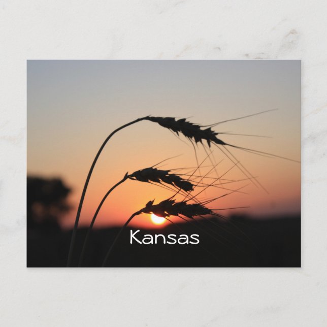 Cartão postal do Kansas Sunset (Frente)