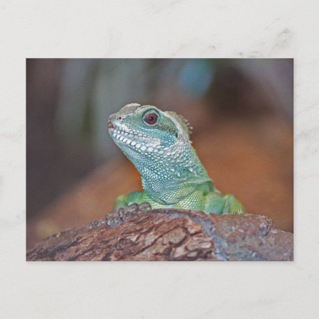 Cartão postal do Lagarto (Frente)