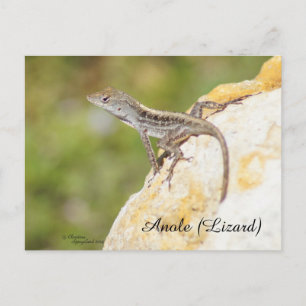 Cartão postal do lagarto Anole fofo