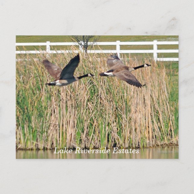 Cartão postal do Lago Riverside Estates (Frente)