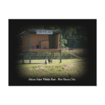 Cartão Postal do Lêmure do Parque de Vida Selvagem