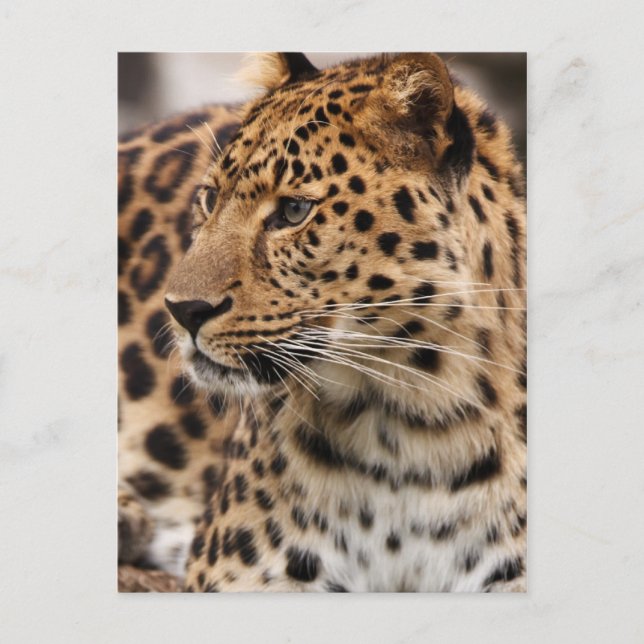 Cartão Postal do Leopardo (Frente)