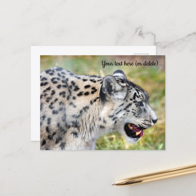 Cartão postal do Leopardo da Neve (Frente/Verso In Situ)