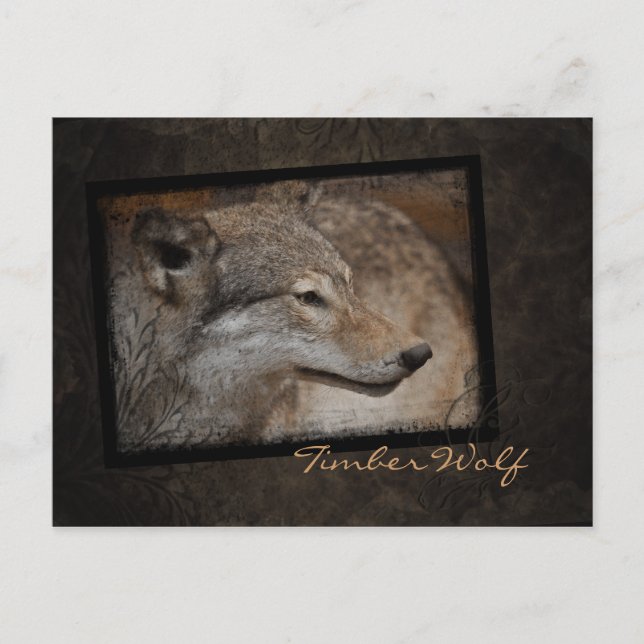 Cartão Postal do Lobo Cinzento (Frente)