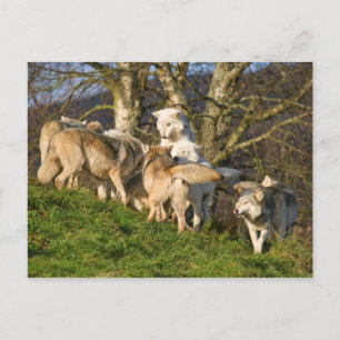 Cartão postal do lobo da madeira canadense