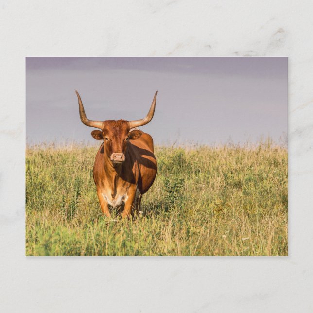 Cartão postal do Longhorn em pé em um campo (Frente)