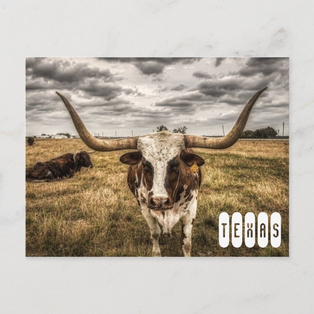 Cartão postal do Longhorn Texas (Frente)