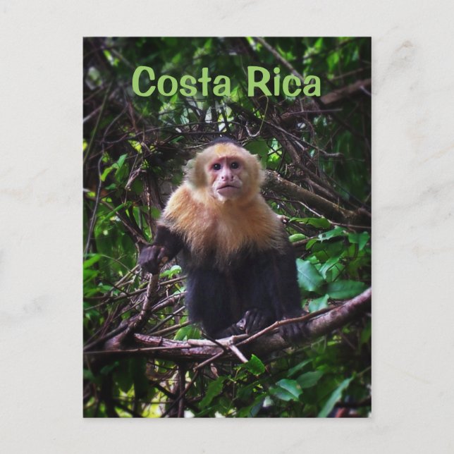 Cartão postal do macaco Costa Rica (Frente)