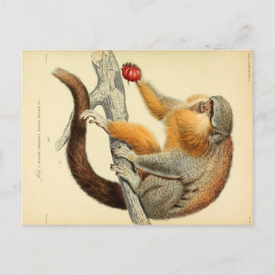 Cartão postal do macaco vintage com frutas