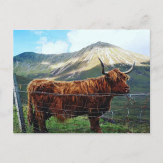 Cartão Postal do Majestoso Touro das Terras Altas