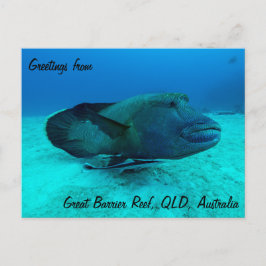 Cartão postal do Maori Wrasse no Grande Barreira d