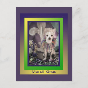 Cartão postal do Mardi Gras do cão Chihuahua