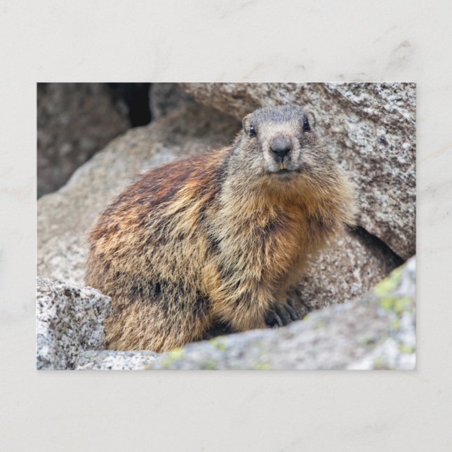 Cartão Postal do Marmota Alpina (Frente)