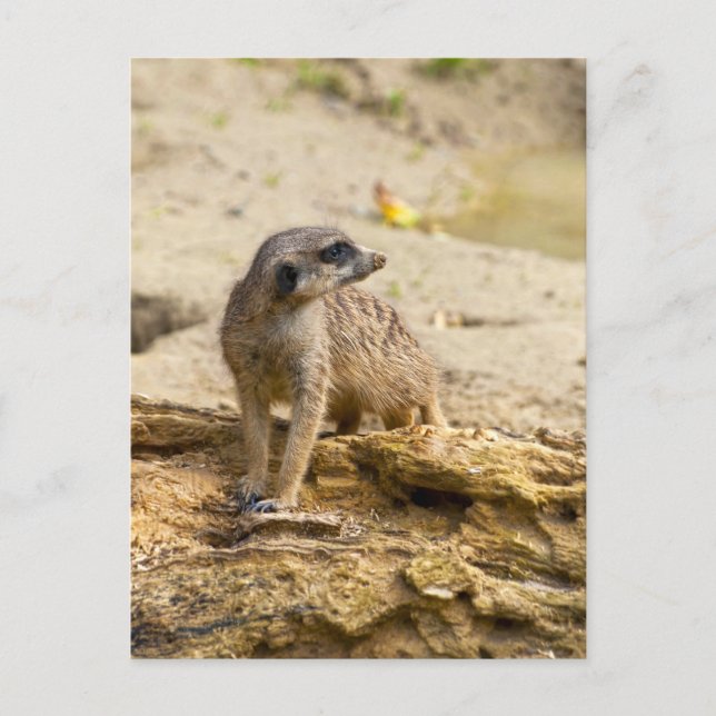 Cartão postal do Meerkat (Frente)