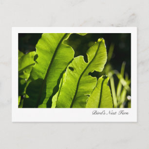 Cartão postal do Nest Fern da Bird