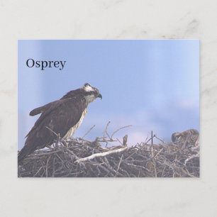 Cartão postal do ninho do pássaro Águia-pescadora