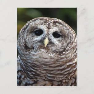 Cartão postal do Owl