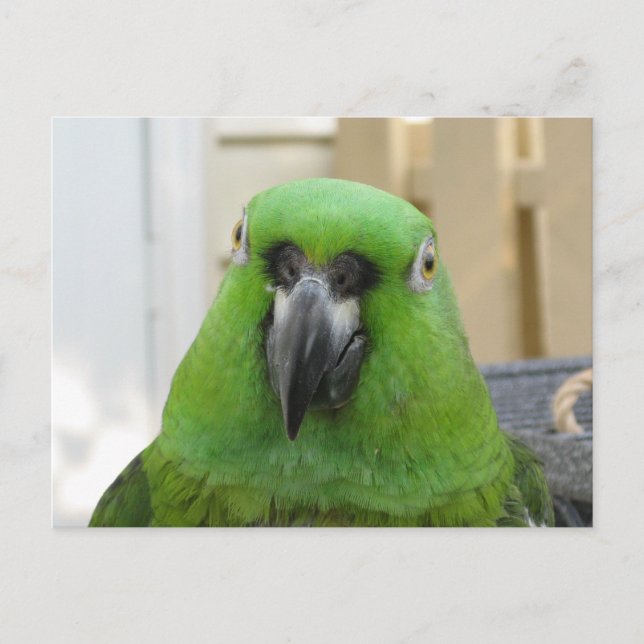 Cartão postal do Panamá Amazon Verde (Frente)