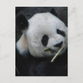 Cartão Postal do Panda Fofo Comendo Bambu