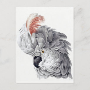 Cartão postal do papagaio