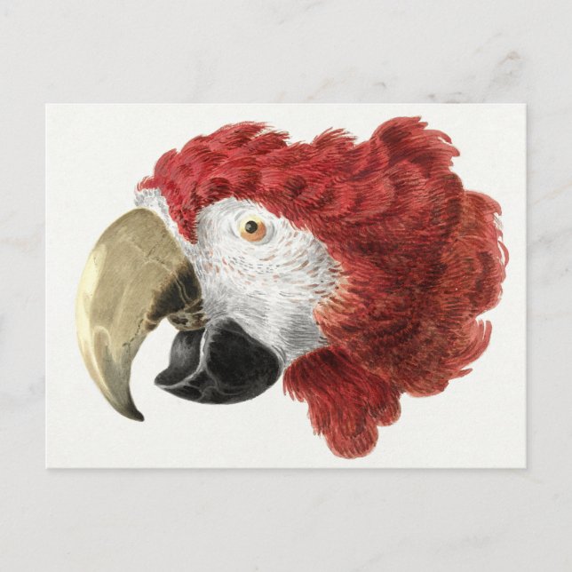 Cartão postal do papagaio (Frente)