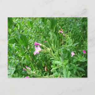 Cartão postal do Parque Estadual de Watermead